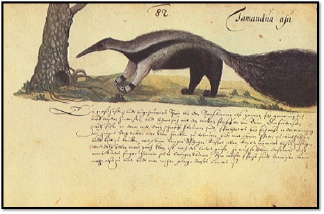 Anteater